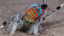 Çiftleşmek için yaptığı dansa bakan bir daha bakıyor